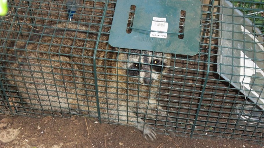 Raccoon trapped and removed from an attic. Raccoon in a cage trap lying on the ground.